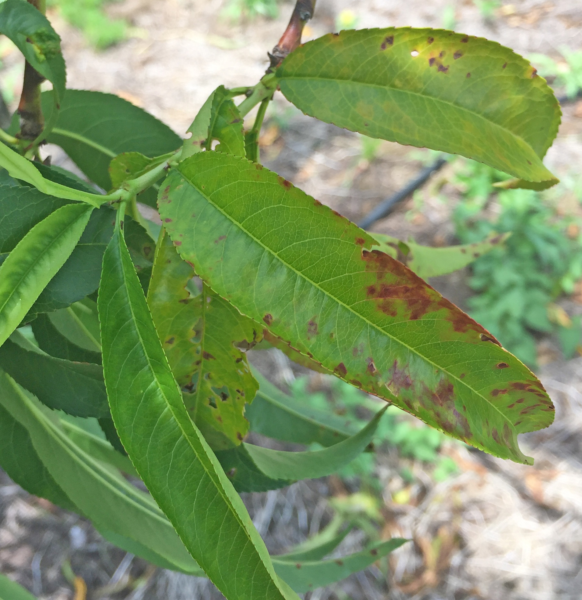 X disease on peaches